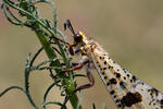 Antlion