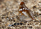 Apatura ilia