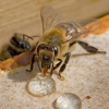 Apis mellifera