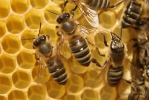 Apis mellifera