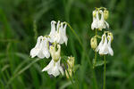 Aquilegia vulgaris