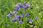 Aquilegia vulgaris
