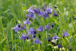 Aquilegia vulgaris