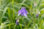 Aquilegia vulgaris