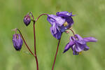 Aquilegia vulgaris