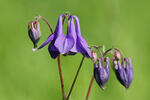 Aquilegia vulgaris