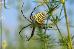 Araña avispa