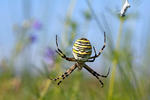 Araña avispa