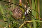 Araña avispa