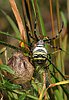 Araña avispa