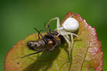 Araña cangrejo