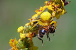 Araña cangrejo