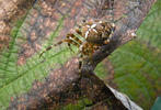 Araña de jardín