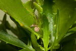 Araña de patas largas