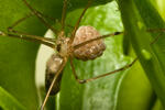 Araña de patas largas