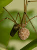 Araña de patas largas