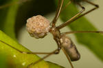 Araña de patas largas