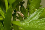 Araña de patas largas