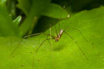 Araña de patas largas