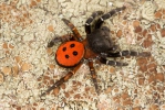 Araña moteada saltadora