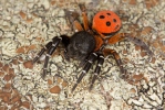 Araña moteada saltadora