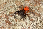 Araña moteada saltadora