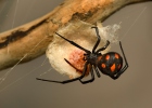 araña sangrienta