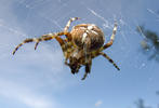 Araneus diadematus