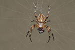 Araneus diadematus