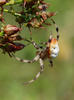 Araneus quadratus