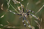 Araneus saevus