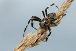 Araneus saevus