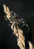 Araneus saevus