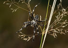 Araneus saevus