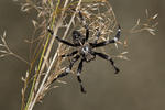 Araneus saevus