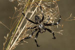 Araneus saevus