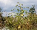 Arctium lappa