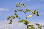 Arctium lappa