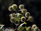 Arctium lappa