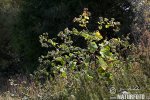 Arctium lappa