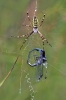 Argiope bruennichi