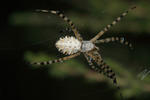 Argiope lobata