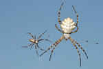 Argiope lobata