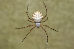 Argiope lobata