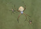 Argiope lobata