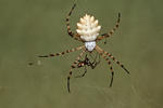 Argiope lobata