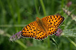 Argynnis aglaja