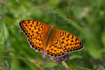 Argynnis aglaja