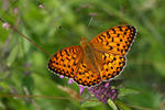 Argynnis aglaja