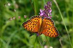 Argynnis aglaja